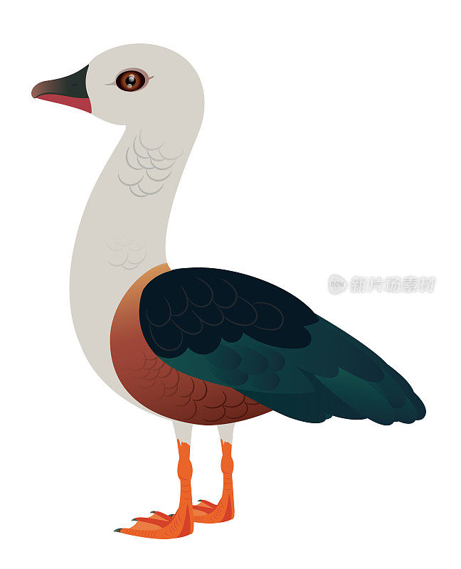 Orinoco Goose （Neochen jubata）